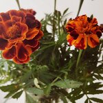 Юлия Виткова