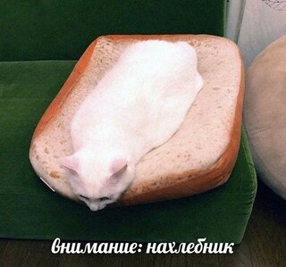 Ходит бродит