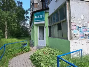 Фотография Кактус 0